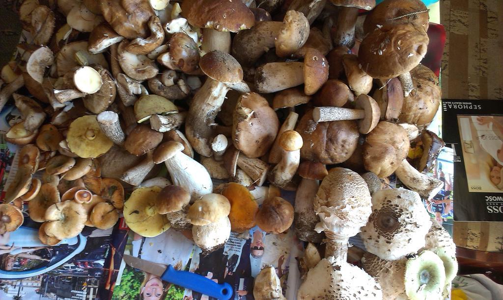 Agro-Tur Domki W Szuwarach Kuty Bagian luar foto