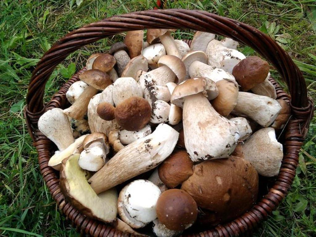 Agro-Tur Domki W Szuwarach Kuty Bagian luar foto